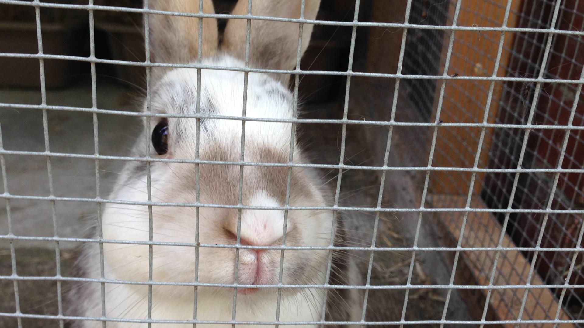 Popandpets Rabbit Boarding Service Stockport Take a Tour